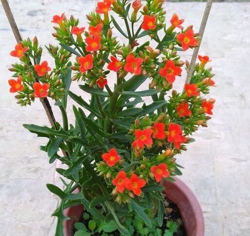 景天科多肉植物  红花/黄花 裂叶鹿角长寿花  盆栽趣味窗台阳台花