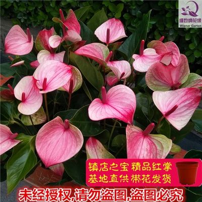 k水培红掌梦幻粉卉花掌s室内植物开盆栽好四季带花观花植物带花包