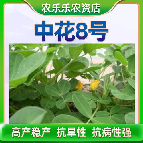 中花8号发芽率高花生种子薄皮新品种特级超大号抗逆山东早熟饱满