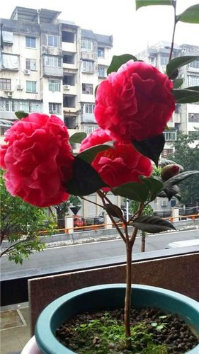 帕克斯先生福建 盆栽大苹果茶花大红色大花牡丹型室内外名贵绿植