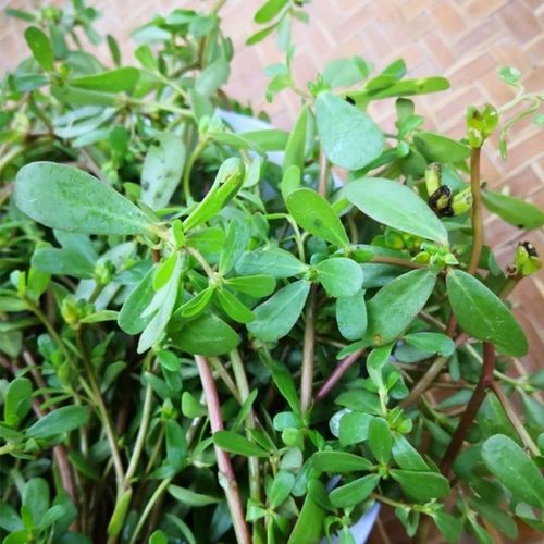 新鲜马齿苋菜野生五行草马苋菜蚂蚁菜长寿菜野菜马蜂菜 500g包邮