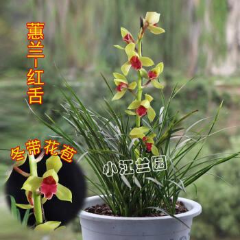 蕙兰 红舌兰花苗盆栽浓香型大花室内阳台花卉名贵品种 5苗连体 不含盆