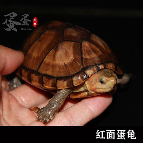 万骞归 红面蛋龟进口龟苗乌龟宠物观赏活体深水头盔泥龟精品小