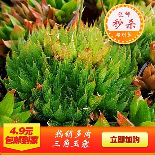 多肉植物【水晶莲玉露】三角琉璃莲盆栽绿植阳台办公室花卉防辐射