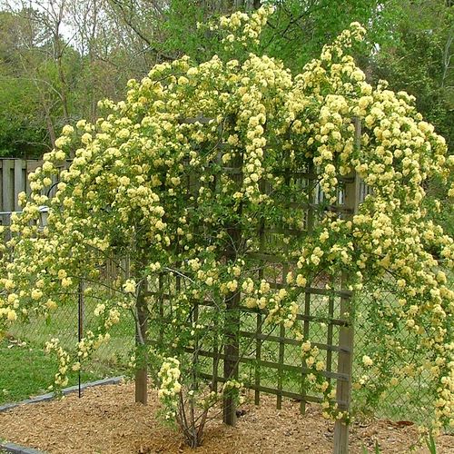 木香花苗爬藤植物庭院蔷薇开花特大花四季浓香红色甜蜜红木香花