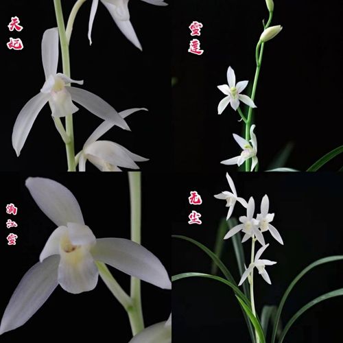 【兰花】四季建兰名品白素花『天妃』『雪莲』『漓江雪』『无尘』