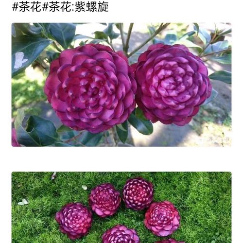 稀有名贵品种 茶花紫螺旋  ,洒金宝珠,帕克雷欧