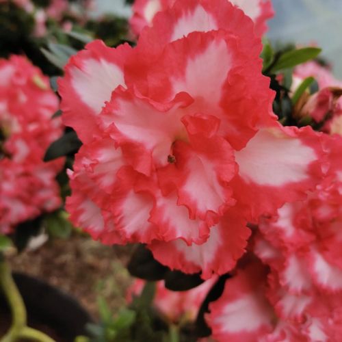 稀少品种杜鹃红双喜凤冠元宝造型红边白底重瓣花卉阳台盆栽带花苞