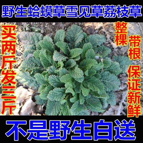 新鲜蛤蟆草癞蛤蟆菜蟾蜍草蛤蟆皮棵草荔枝草皱皮草雪见草500g包邮