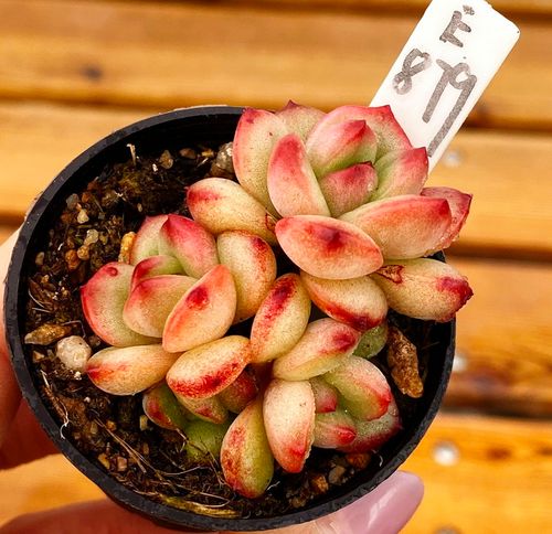 618宠粉特惠 蒙布朗 肉肉多肉植物盆栽新手5cm盆有根一物一拍