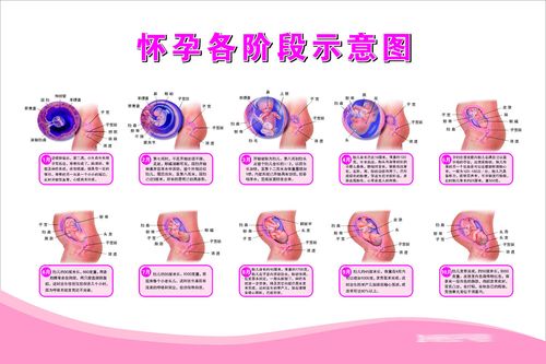 海报印制649素材367妇产科医院怀孕各阶段示意图