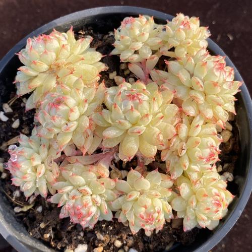 小红船多肉 小红船多头群生一物一拍 小红衣老船杂交多肉植物