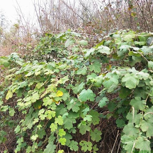 粗叶悬钩子苗八月泡茅梅杀菌阳台庭院泡茶煲汤泡酒野生中药材盆栽