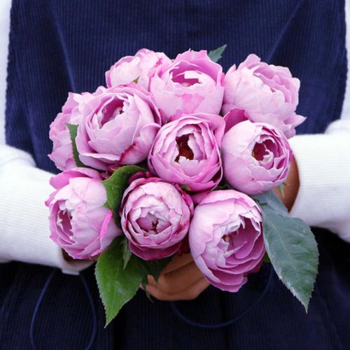 新y品羊脂香水切花玫瑰花卉盆栽植物阳台花园地栽浓香紫色月季花