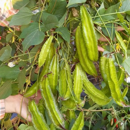 高产美味四棱豆种子 杨桃豆种子特色蔬菜南方北方家庭菜园种子