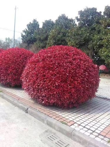 庭院绿化苗木树苗灌木球形红叶石楠球火焰红四季常青北方耐寒