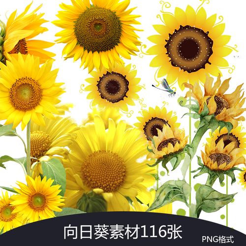 向日葵平面设计素材psd太阳花主题图片手绘卡通png免抠