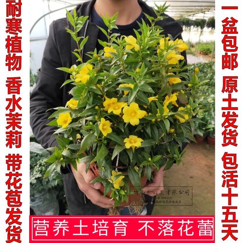 法国香水茉莉花苗爬藤植物耐寒盆栽阳台庭院攀援花卉黄花茉莉浓香