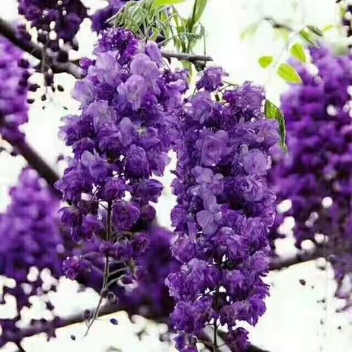 紫藤花树苗攀爬庭院围墙日本多花长穗紫藤大苗 阳台楼顶爬藤植物