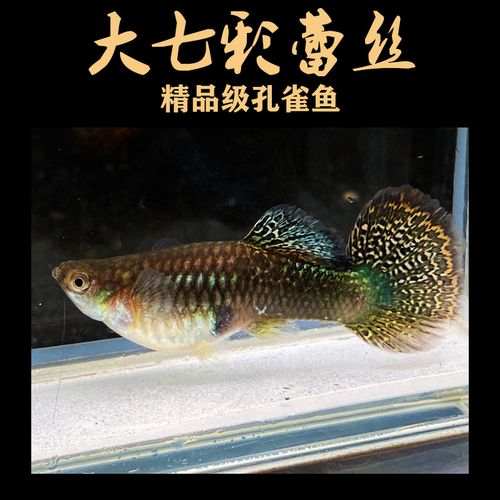 不二臣七彩蕾丝孔雀鱼龙鳞热带淡水观赏凤尾胎生鱼怀孕下崽活体 精品