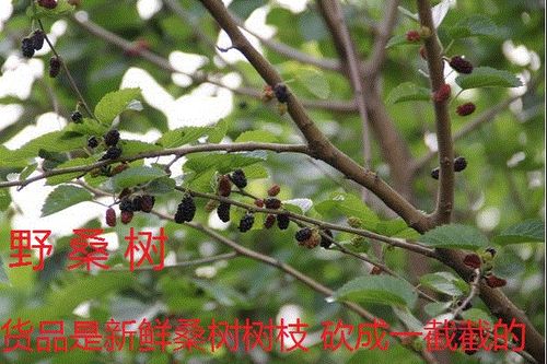 新鲜野生桑树枝  桑枝棒桑棍子中药材 500克另有槐树枝