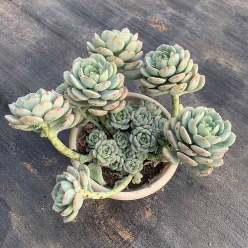 香草多肉植物多头整桩不占空间好养罕见贵货萌盆栽云南基地直销