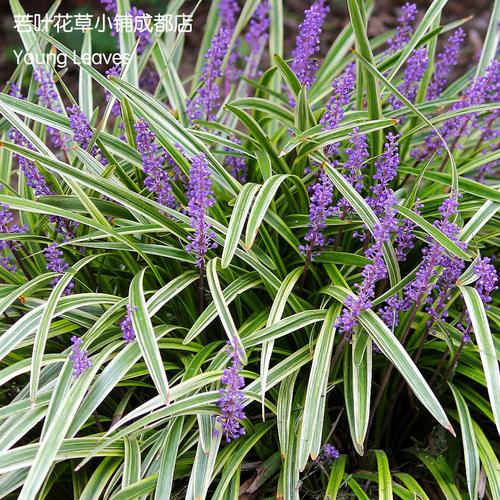 金叶 金边麦冬 阔叶 宽叶liriope muscari variegata斑叶 盆栽 锦