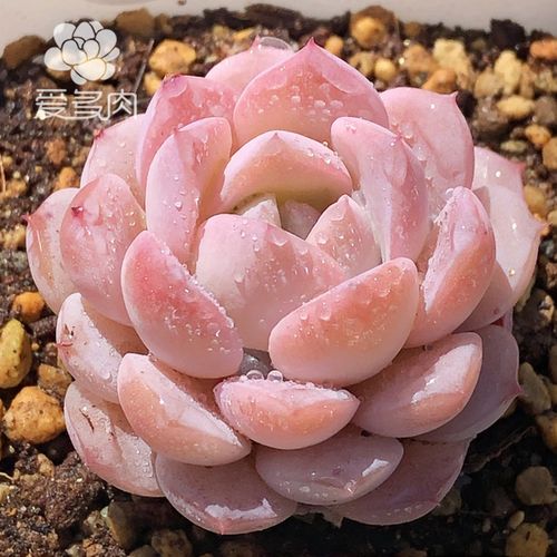 格瑞斯惊喜 恩宠正版韩国贵货多肉植物叶片叶插 多肉贵货多肉叶子
