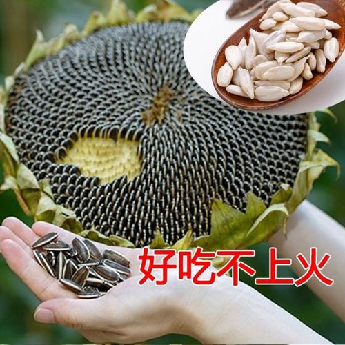 2021年新瓜子五斤361品种【嘎嘎香/嘎嘎脆/嘎嘎好吃又不贵】