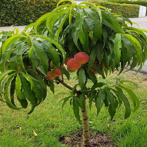 血桃树果苗嫁接特大晚熟冬桃苗黄桃树苗南北方种地栽水蜜桃树果