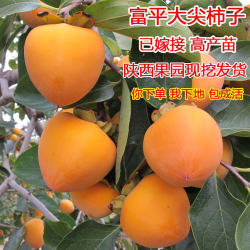 陕西富平柿子树苗富平吊柿饼专用大尖顶柿子树苗嫁接好庭院果树苗