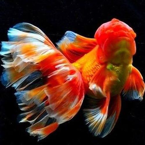 原泰百褶 金鱼泰狮百褶裙 f1赛级鹿子包金精品冷水观赏鱼直播选鱼