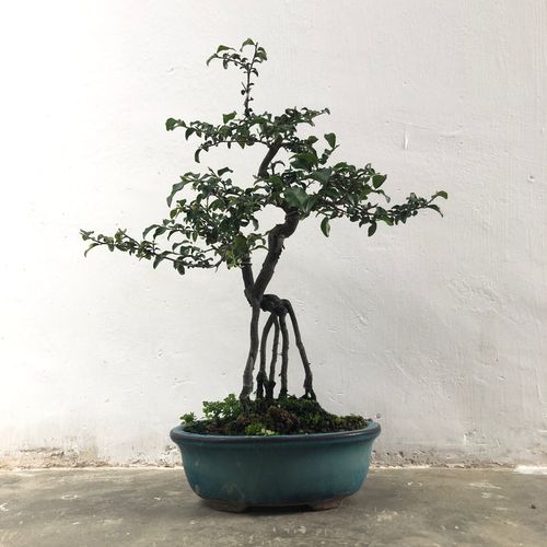 aix4金弹子盆景盆栽提根金弹子微型盆景素材开花结果观果植物