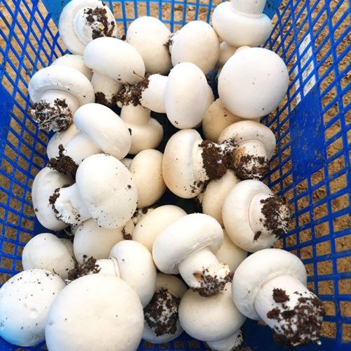 口蘑 双孢菇 蘑菇 新鲜白蘑菇火锅 洋蘑菇营养蔬菜菌菇类 2斤口蘑