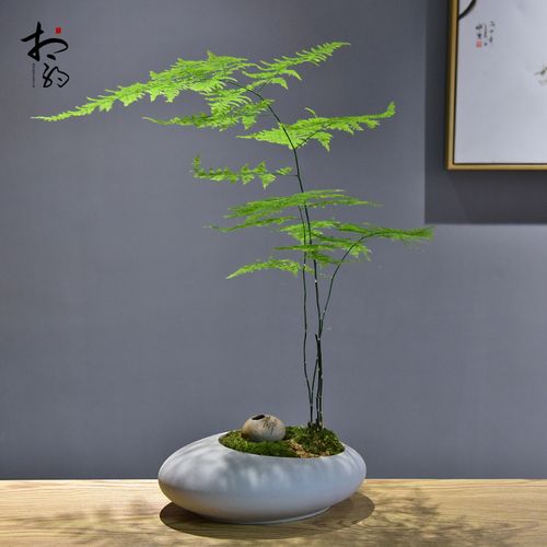 文竹盆栽盆景植物桌面好养四季常青办公室禅意绿植客厅意境盆栽