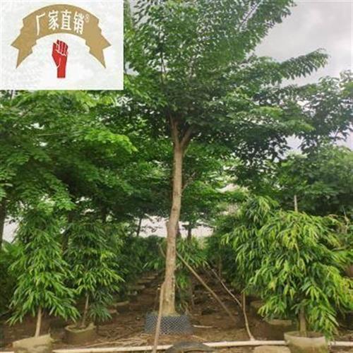 908供应 印度紫檀 15-u18cm假植苗 大叶紫檀树 市政绿化行道树