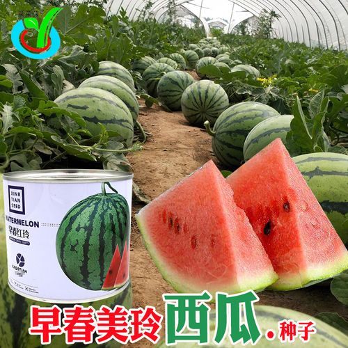 早春红玲西瓜种子 农田菜园早熟杂交绿皮粉红肉甜脆多汁西瓜籽