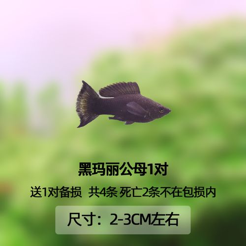 黑玛丽公母1对送1对备损
