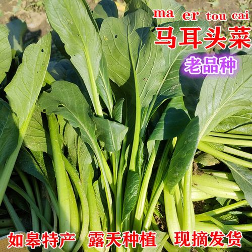 马耳头菜新鲜蔬菜如皋特产千分头菜千魔头比黑塌菜好吃 罕见蔬菜