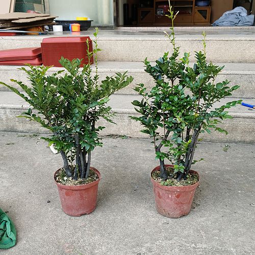 小叶紫檀树树桩盆景 室内客厅办公桌面绿植盆栽 观茎植物易养