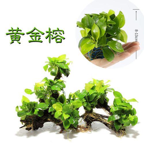 黄金水榕 鱼缸水族箱造景水景装饰天然真水草活体观赏虾