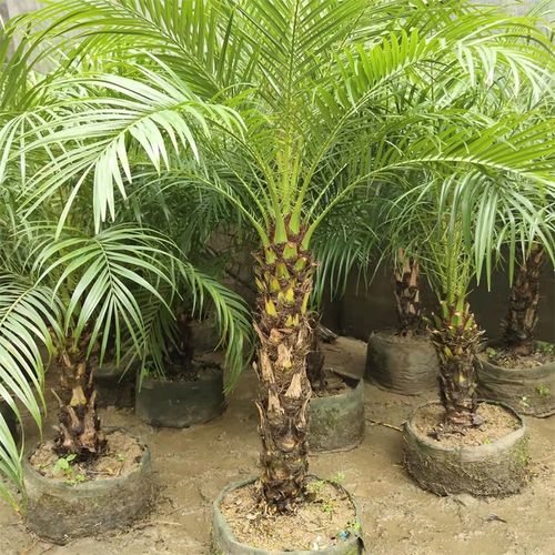 美丽针葵苗美丽针葵树软叶刺葵树大江边刺葵苗植物活棕榈