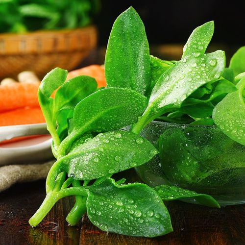 新鲜田七叶3斤山漆菜三七叶金不换叶子穿心莲牡丹吊兰蔬菜