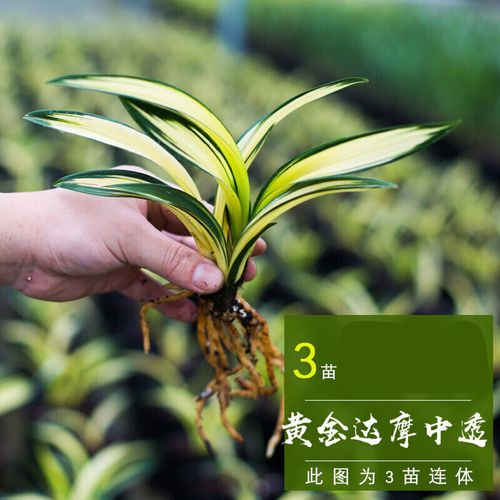 墨兰黄金达摩中透兰草矮种兰花盆栽植物名贵兰花苗带花苞金边花卉n