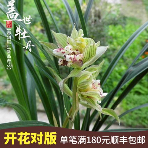 春剑盖世牡丹春暖花开原生新品种浓香奇红春冬带花苞兰草喜阴绿植