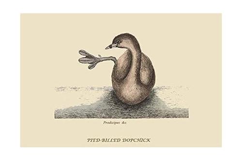 pied billed dopchick 复古艺术复制品由 buyenlarge 出品的许多稀有