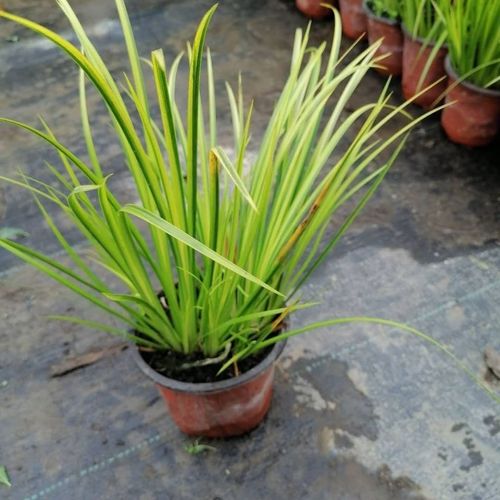 金边菖蒲 金叶石菖蒲水生湿地耐寒零下地被植物水养