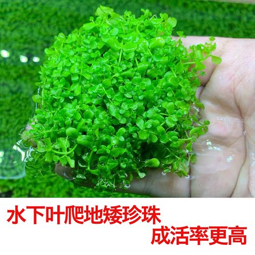 自养水下叶系列 爬地矮珍珠 爬地大珍珠 前景草 鱼缸造景