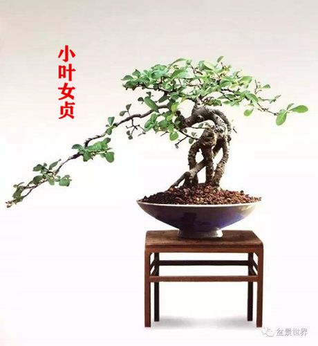 小叶女贞盆景熟桩吸甲醛净化空气植物室内办公桌阳台庭院造型盆栽