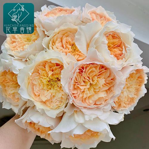 艾菲新品奥斯汀切花月季玫瑰花苗大花浓香四季开花卉阳台庭院盆栽